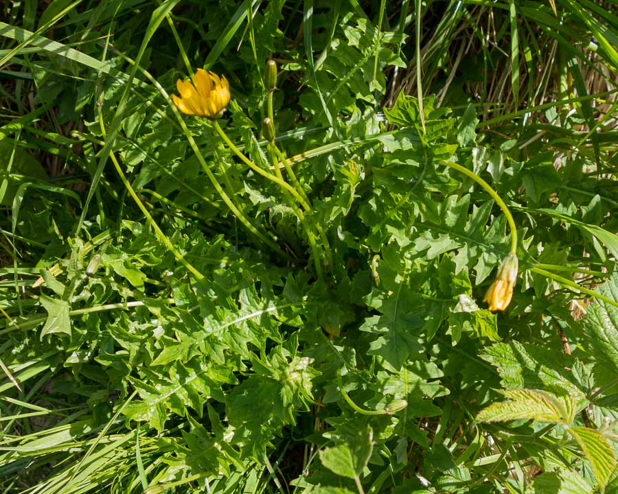 Aposeris foetida / Lattuga fetida